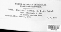 Dicaeoma liatridis image